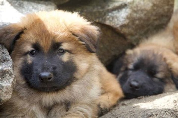 How much does a Shiloh Shepherd puppy cost?