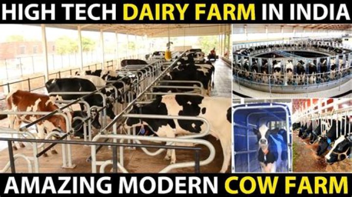 How much does it cost to start a dairy farm in India?