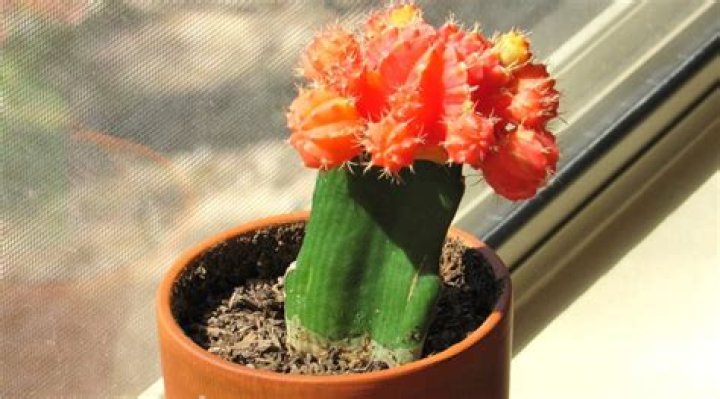 How much light does a moon cactus need?
