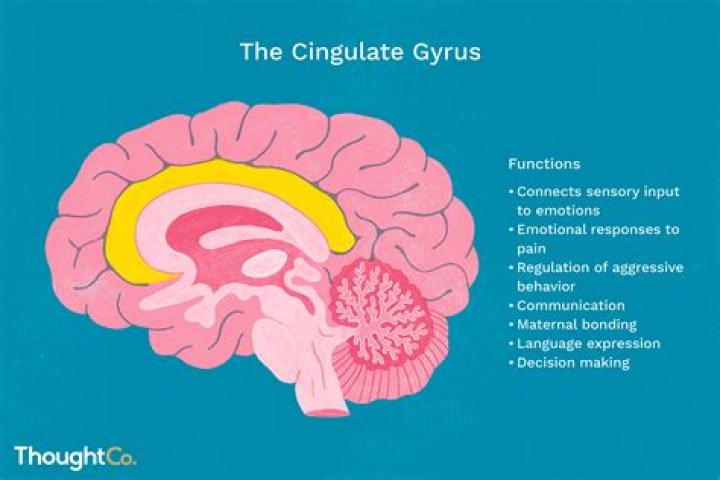 In what lobe is the cingulate gyrus located?