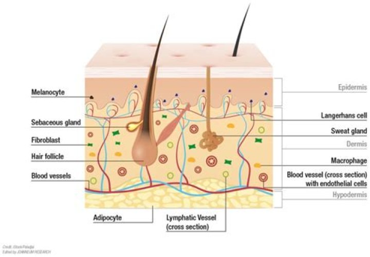 In which layer of the dermis are lamellar or Pacinian corpuscles found?
