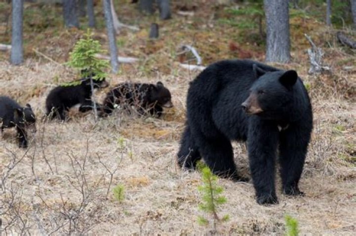 Is 9mm enough for bear protection?