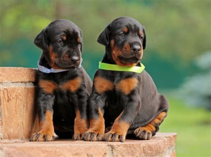 Is a German Pinscher a good family dog?