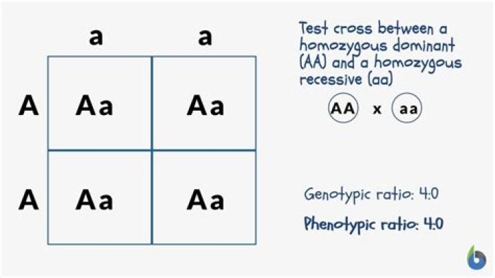 Is AA and AA the same genotype?
