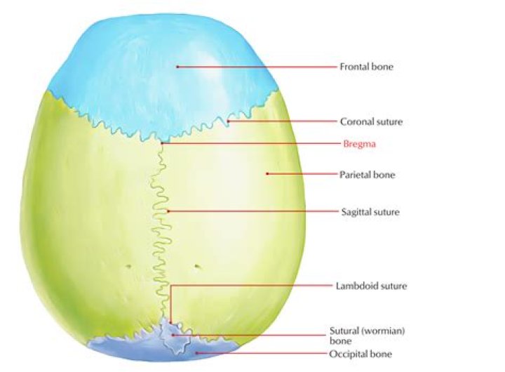 Is bregma more rostral than lambda?