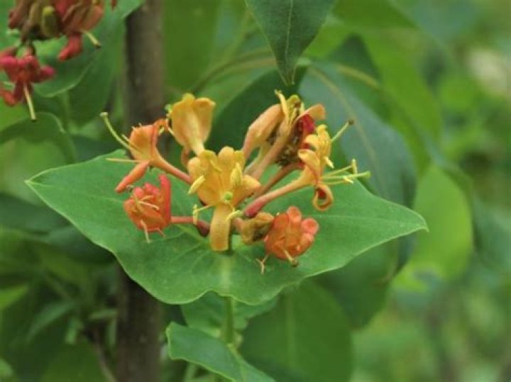Is Diervilla Lonicera invasive?