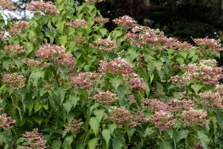 Is Harlequin Glorybower invasive?