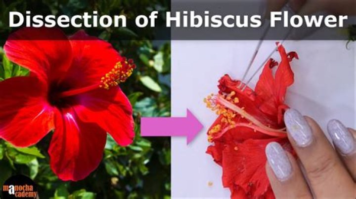 Is Hibiscus Apocarpous or Syncarpous?