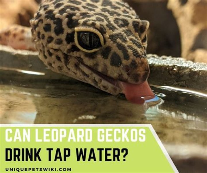 Is it safe to give Leopard geckos tap water?