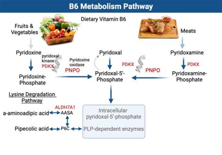 Is pyridoxal-5-phosphate the same as B6?
