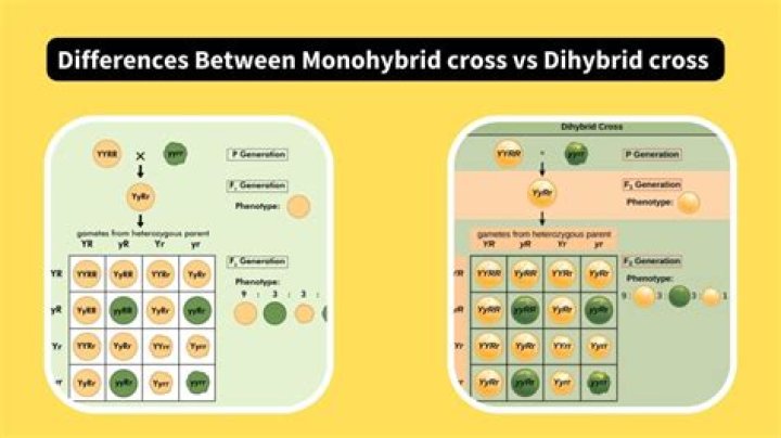 Is Test Cross and dihybrid cross same?