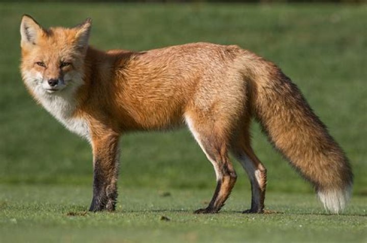 Is the red fox a pest?