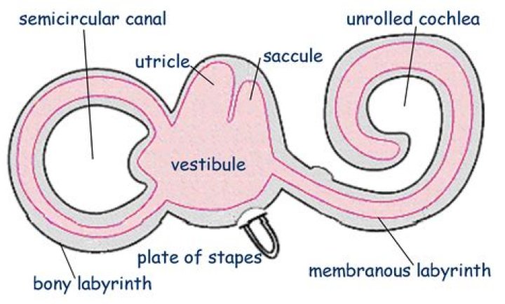 Is the saccule in the vestibule?