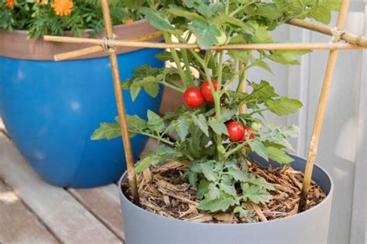 Should I mulch my container tomatoes?