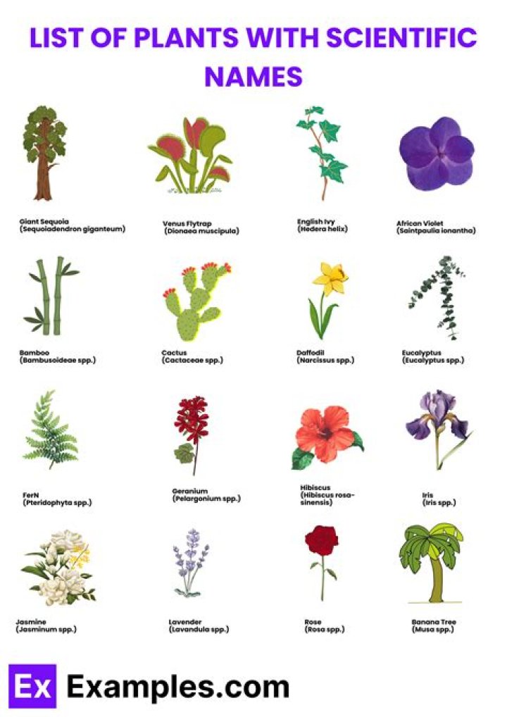 What are botanical names of plants?