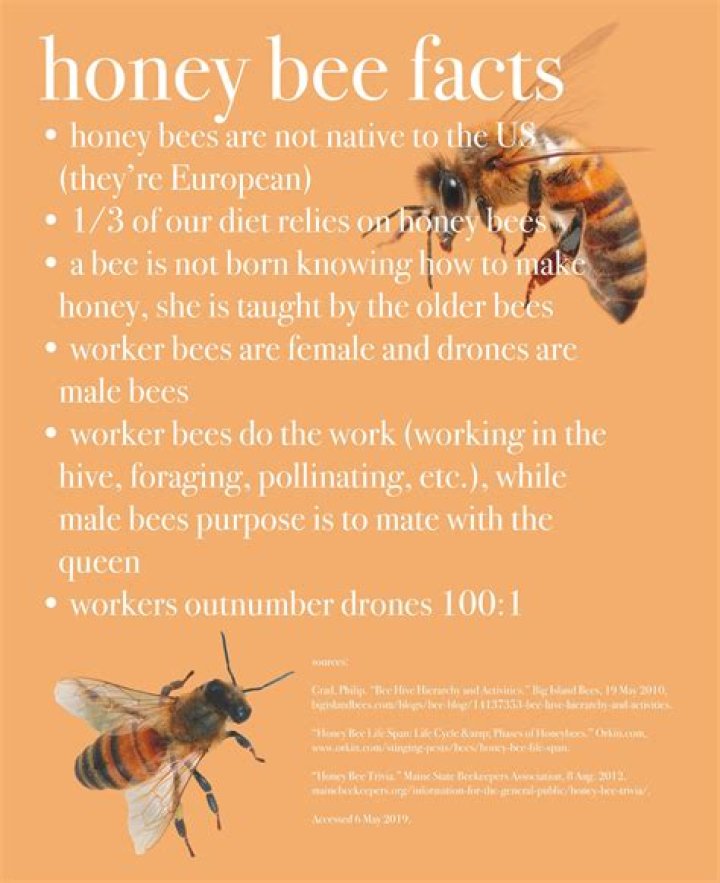 What are five interesting facts about honey bees?