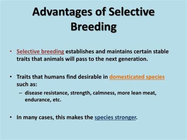 What are some advantages and disadvantages of selective breeding?