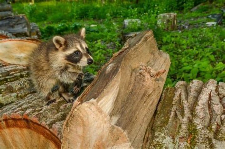 What are some solutions for habitat loss?
