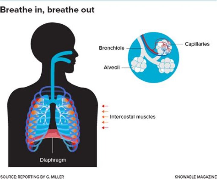 What are the 3 chemical stimuli that affect breathing?