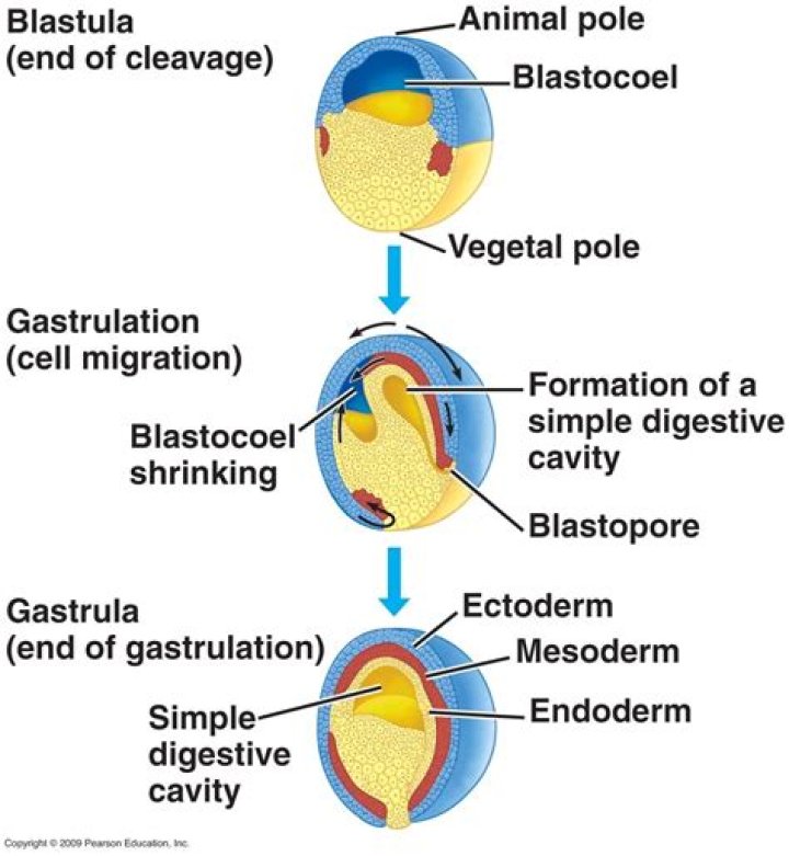 What are the 3 embryological layers?