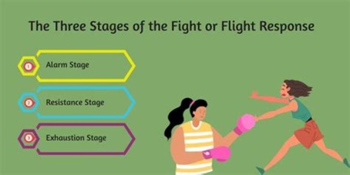 What are the 3 stages of fight or flight?