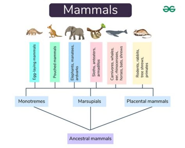 What are the 4 mammalian orders?