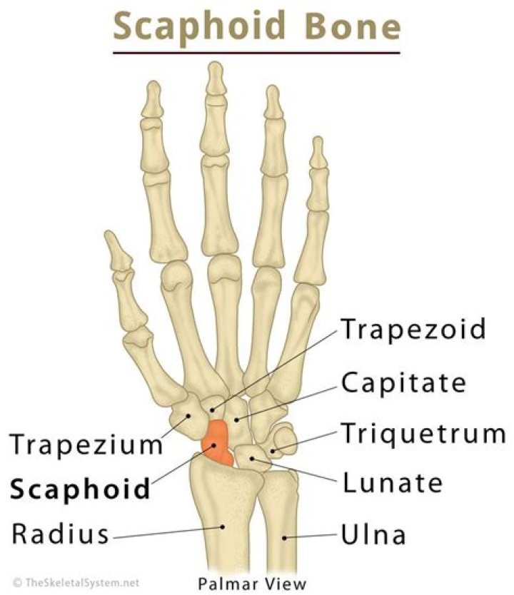 What are the scaphoid views?