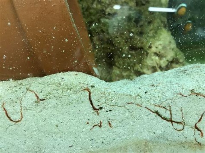 What are the tiny thread like worms in aquarium?