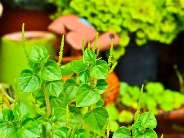 What are the uses of Peperomia pellucida?