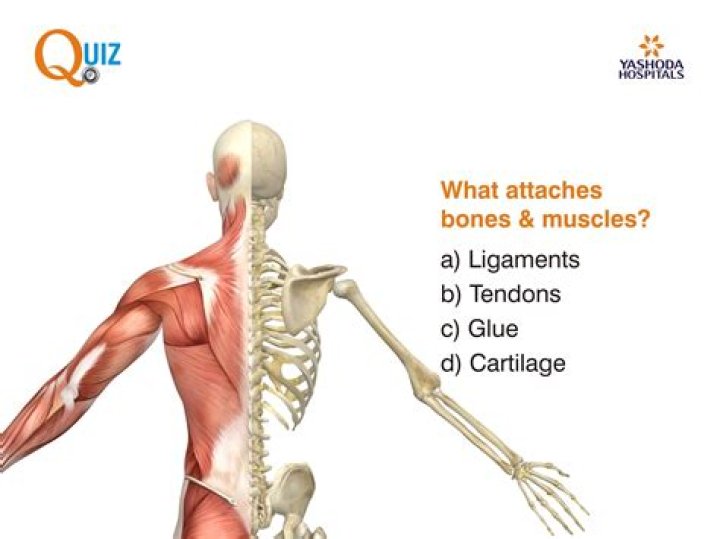 What attaches the muscle?