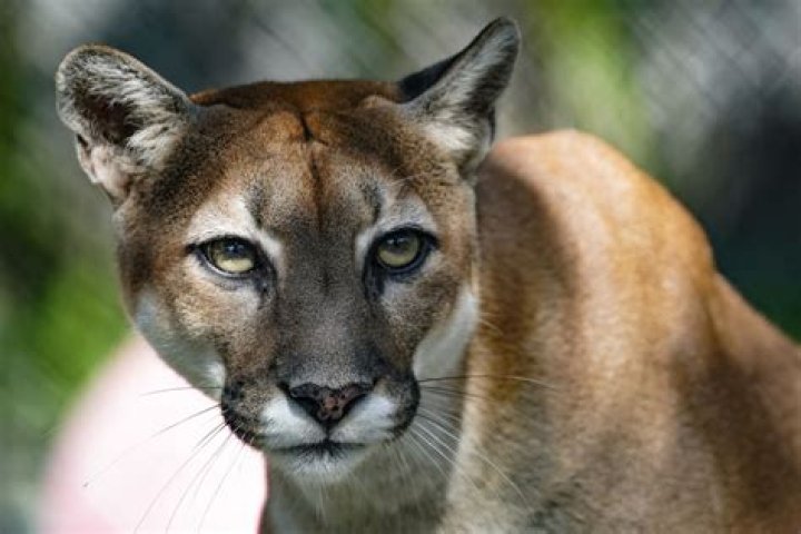 What big cats are in South Florida?
