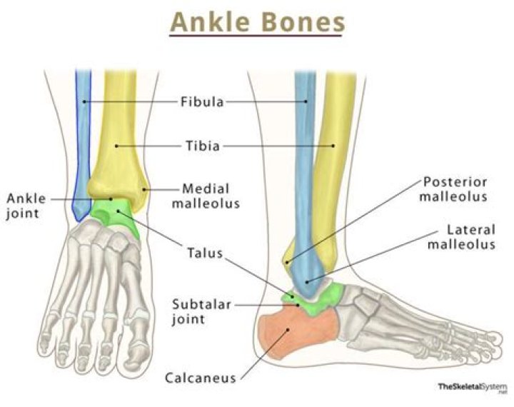 What bones are involved in the ankle joint?