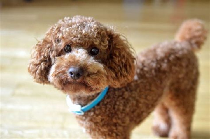 What breed of dog has really curly hair?