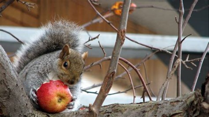 What can I put on my fruit tree to keep squirrels away?