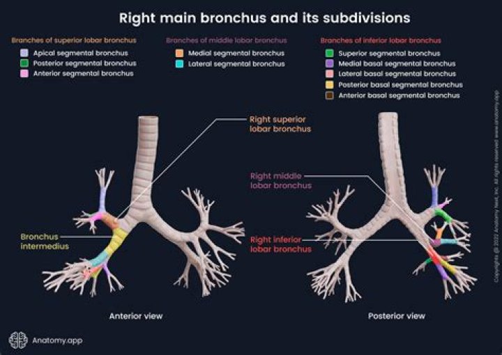 What divides into two tubes called the bronchi?