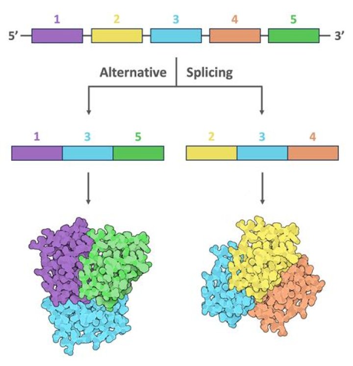 What do you mean by alternative splicing?