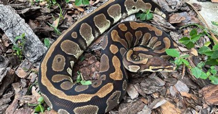 What does a ball python habitat look like?