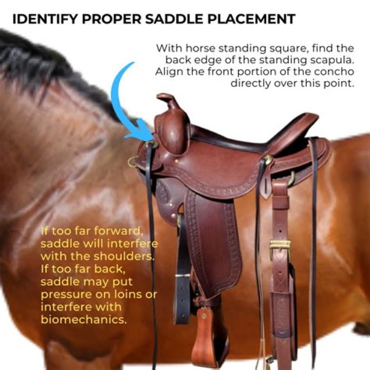 What does born in the saddle mean?