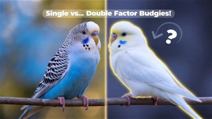 What does double factor mean in budgies?