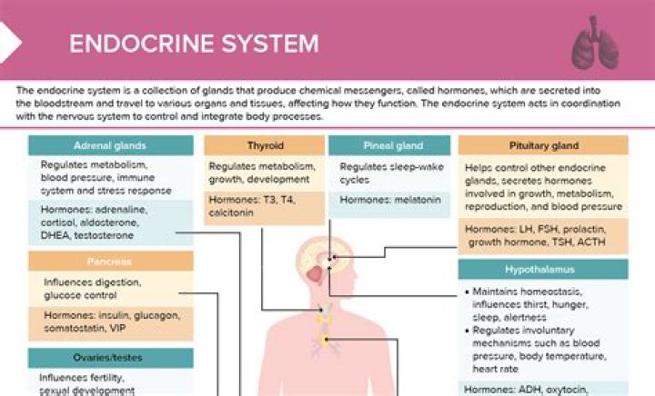 What does Endocrinology and metabolism mean?