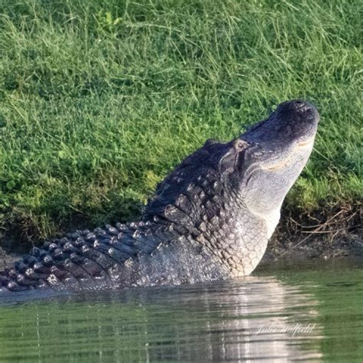 What does it mean when an alligator bellowing?