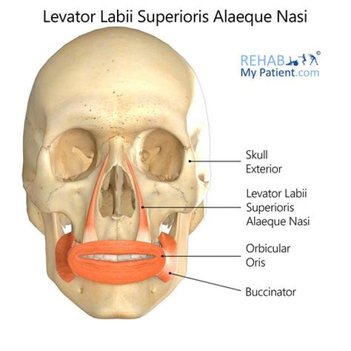 What does levator Labii Superioris Alaeque Nasi mean?