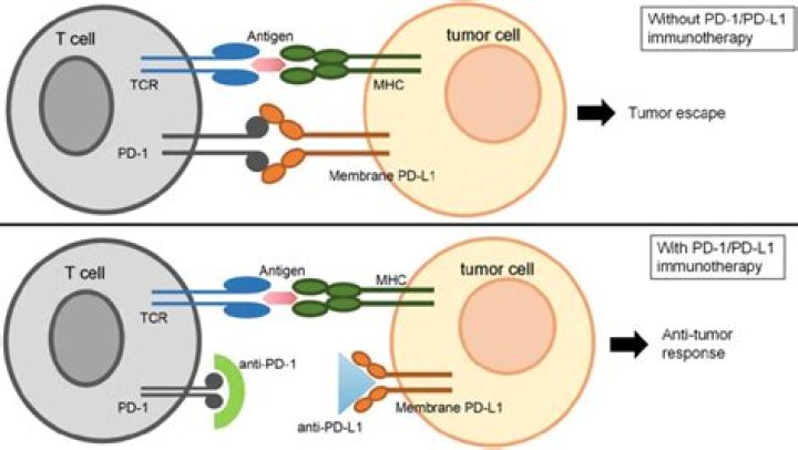 What does PD-1 bind to?