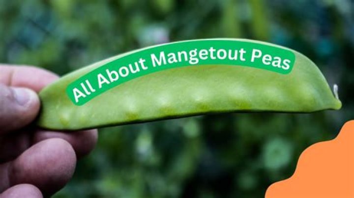 What does the word mangetout mean?