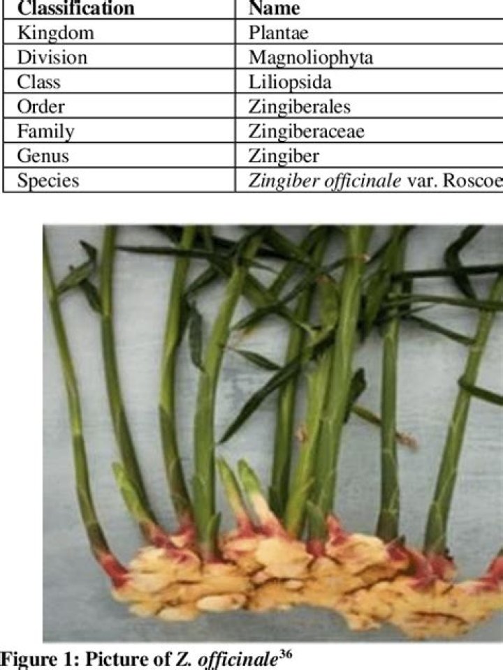 What drug family is Zingiberaceae?