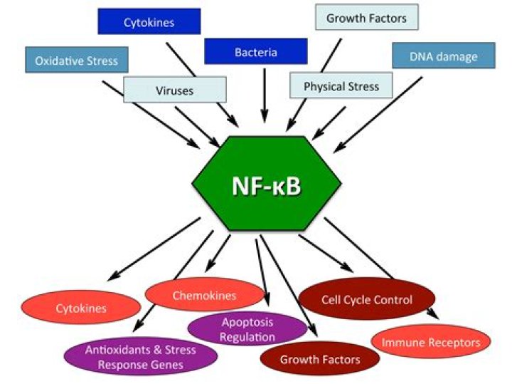 What genes does NF KB regulate?