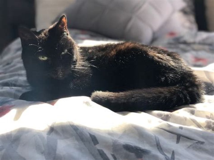 What happened to Lux the cat?