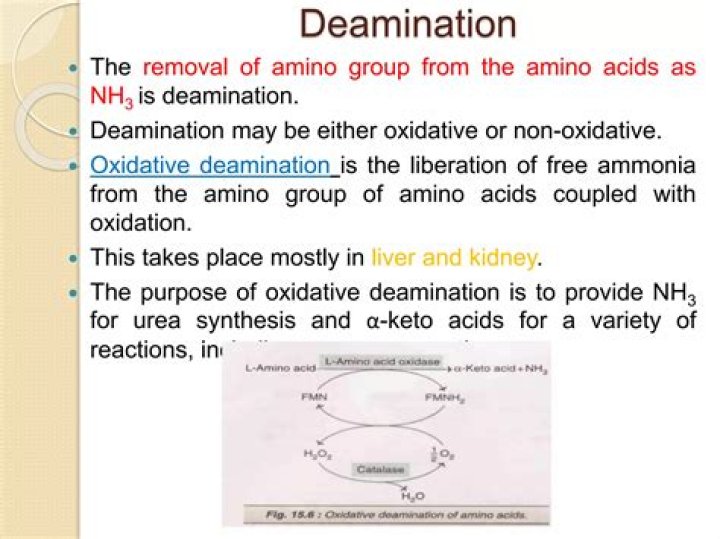 What happens to the ammonia formed from deamination of an amino acid?