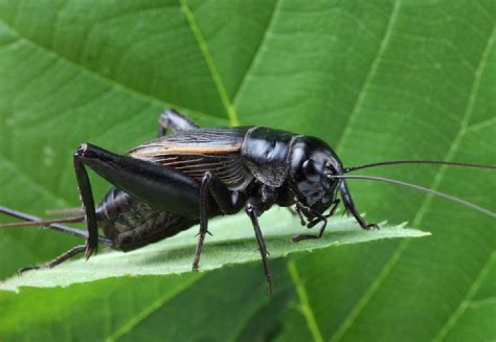 What insects are in cricket?