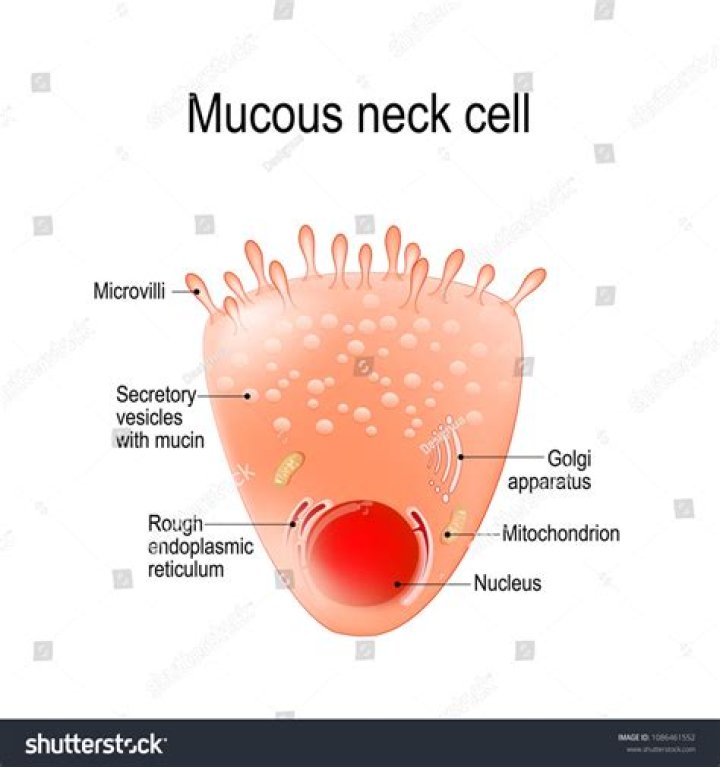What is a Foveolar cell?